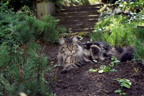Maine Coon Gatzy